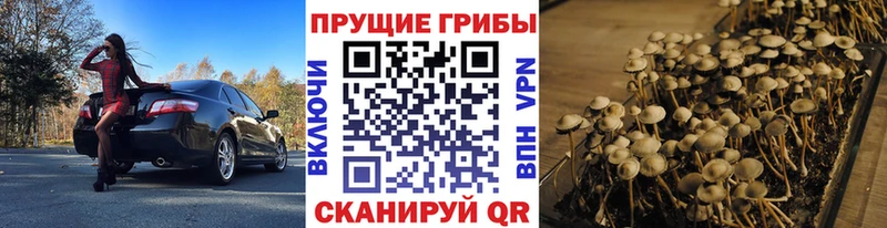 Галлюциногенные грибы Cubensis Дмитров